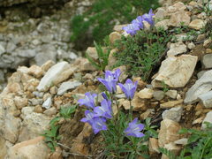 Campanula tridentata