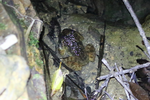 Limnonectes namiyei