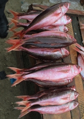 Atlantic Rubyfish photo 3