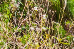 Mikania scandens image