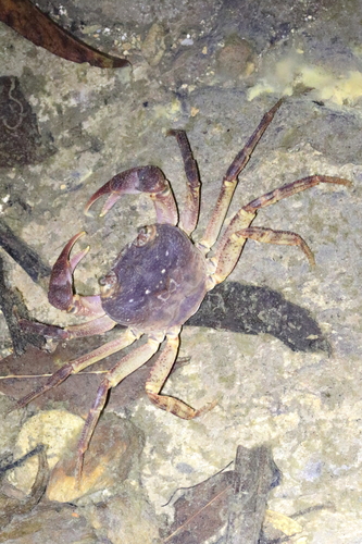 Candidiopotamon okinawense
