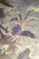 Geothelphusa tenuimanus