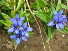 Gentiana septemfida