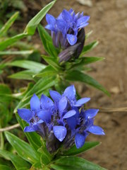 Gentiana septemfida