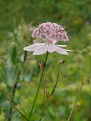 Astrantia maxima
