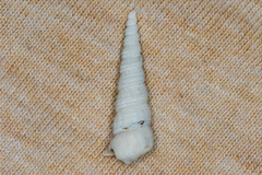 Turritellidae
