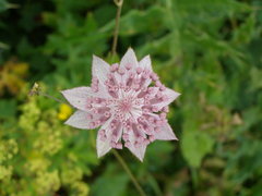 Astrantia maxima
