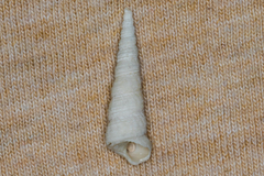 Turritellidae