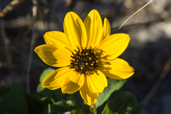 Helianthus debilis image