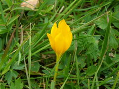 Crocus scharojanii