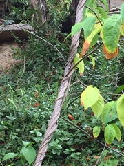 Banisteriopsis caapi