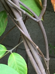 Banisteriopsis caapi