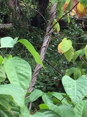 Banisteriopsis caapi