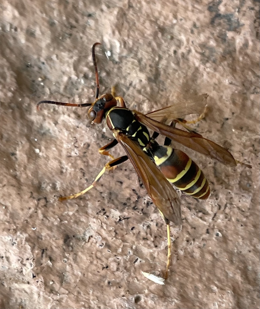 Golden Paper Wasp from Santiago, Nuevo León, MX on July 6, 2023 at 03: ...