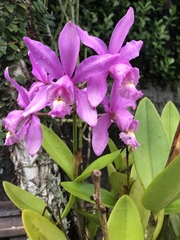 Cattleya harrisoniana