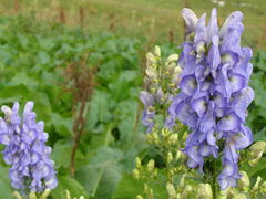 Aconitum nasutum