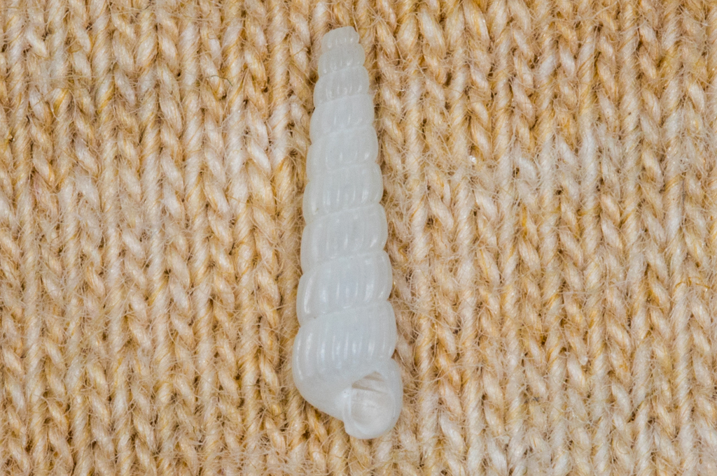 Turbonilla hemphilli