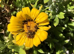 Gazania maritima