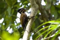 Olive-Backed Woodpecker photo 1