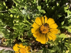 Gazania maritima