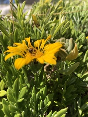 Gazania maritima