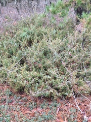 Juniperus communis depressa