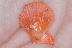 Caribachlamys sentis