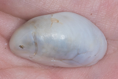 Crepidula fornicata image