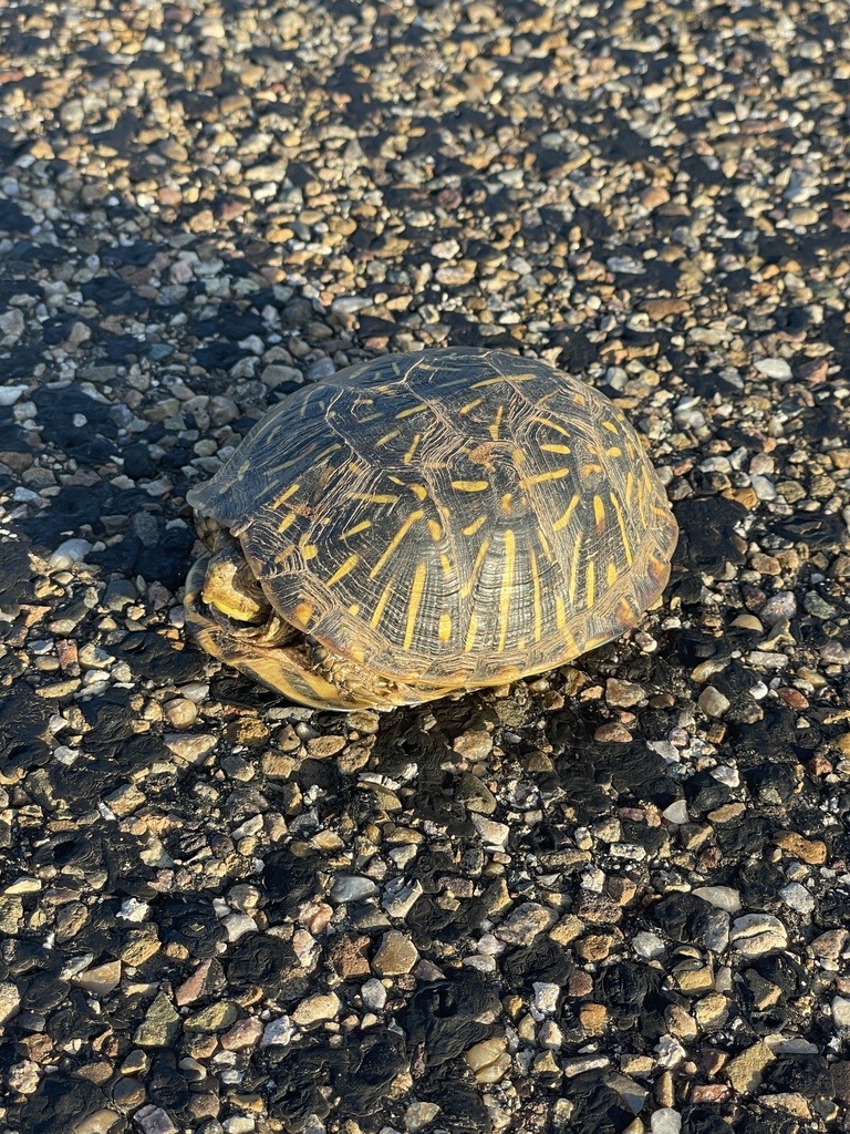 Ornate Box Turtle From NM 469 Bard NM US On July 6 2023 At 07 13 PM   Large 