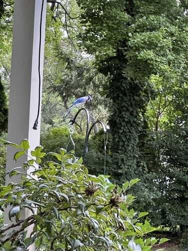Blue Jay photographed in Pennsylvania