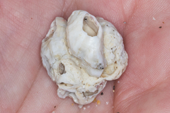 Conopea galeata