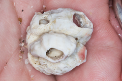 Conopea galeata