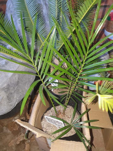 Cycas bifida