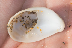 Crepidula fornicata image