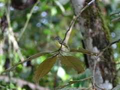 Phyllomyias cinereiceps