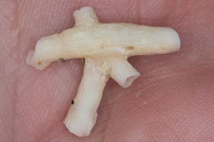 Cladocora arbuscula