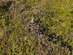 Ceanothus pumilus