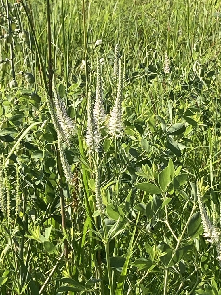 Culver's root from Quarry Rd, Villa Ridge, MO, US on July 7, 2023 at 08