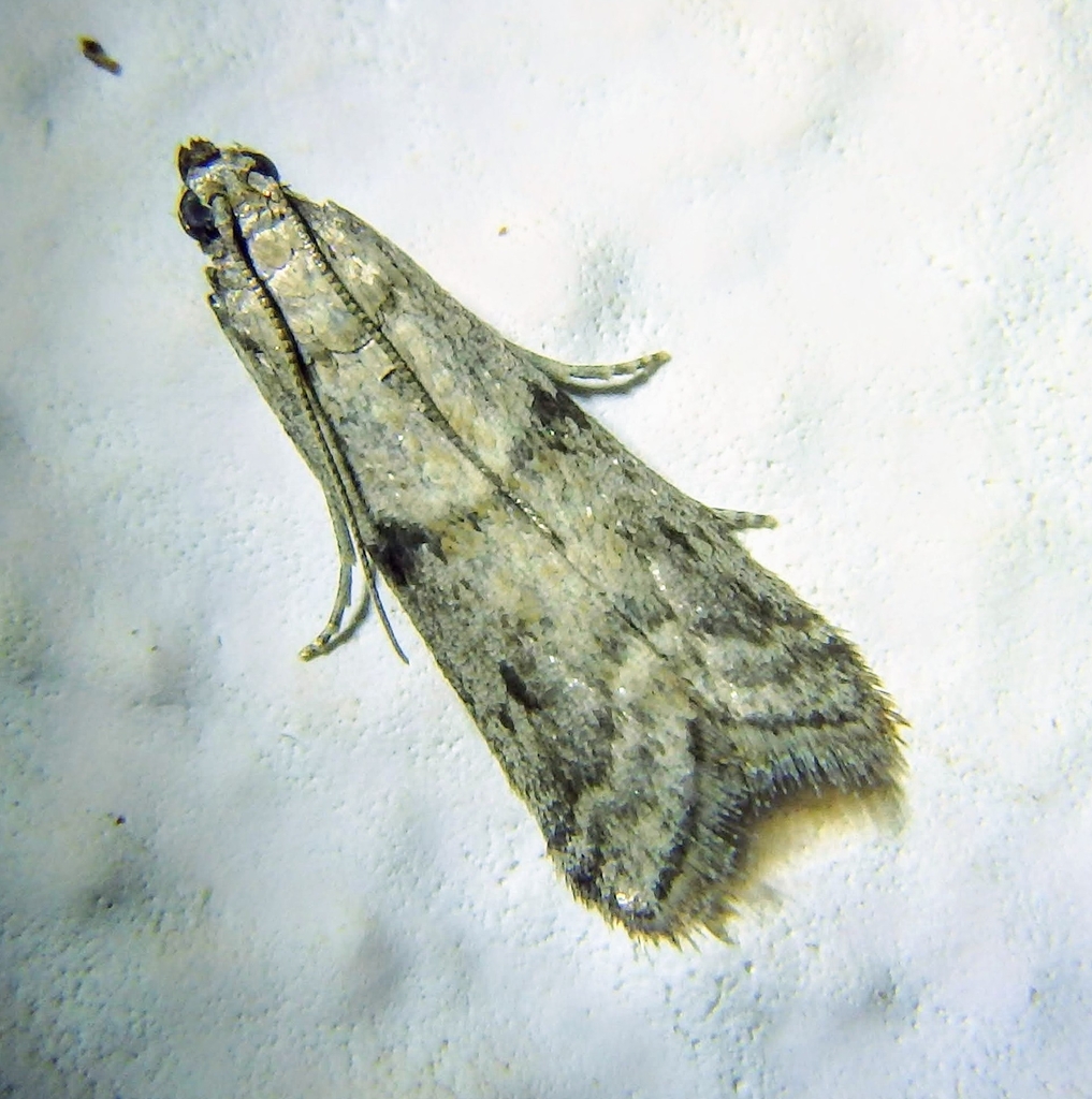 Ephestia disparella