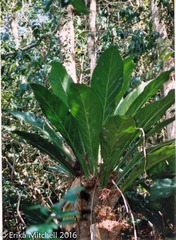 Anthurium crenatum
