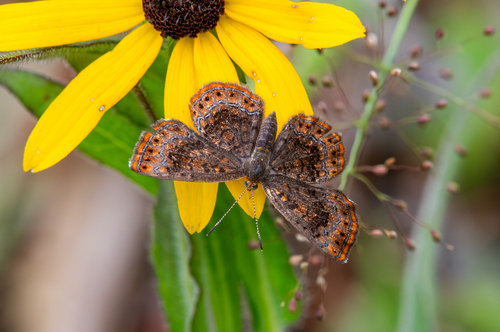 Northern Metalmark butterfly