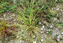 Isolepis distigmatosa