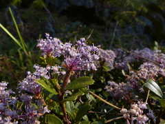 Ceanothus pumilus