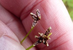 Isolepis distigmatosa