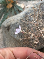 Stephanomeria exigua exigua