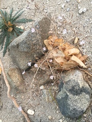 Stephanomeria exigua exigua
