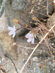 Stephanomeria exigua exigua