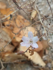 Stephanomeria exigua exigua