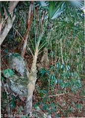 Coccothrinax alta