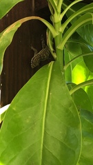 Aristelliger praesignis